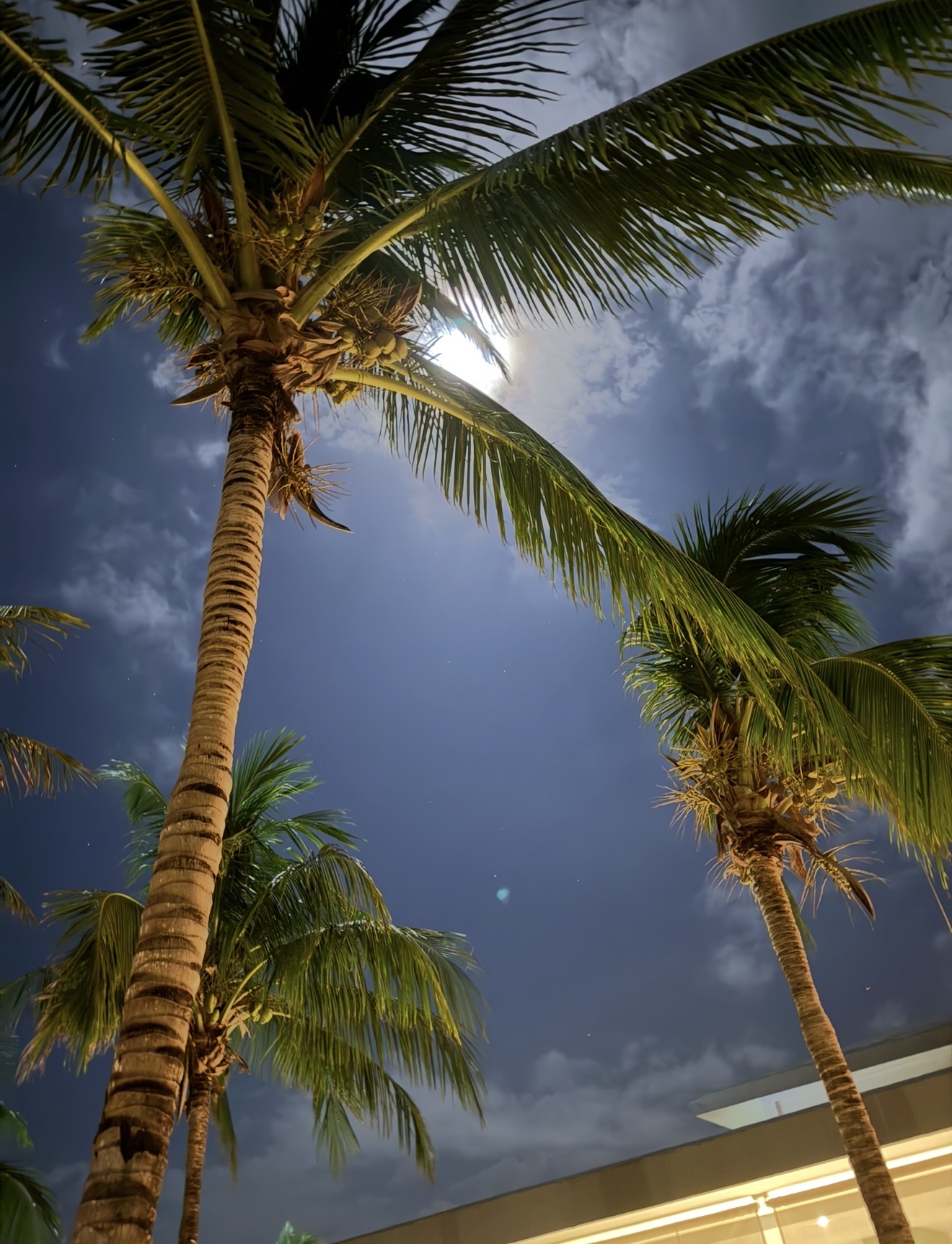 Full moon glowing through palm trees at the resort in Negril, Jamaica